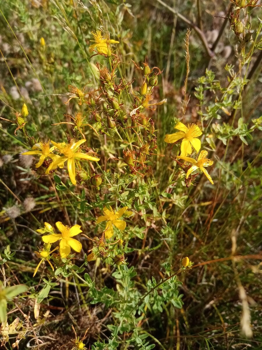 Зверобой горный(Hypericum montanum l.)