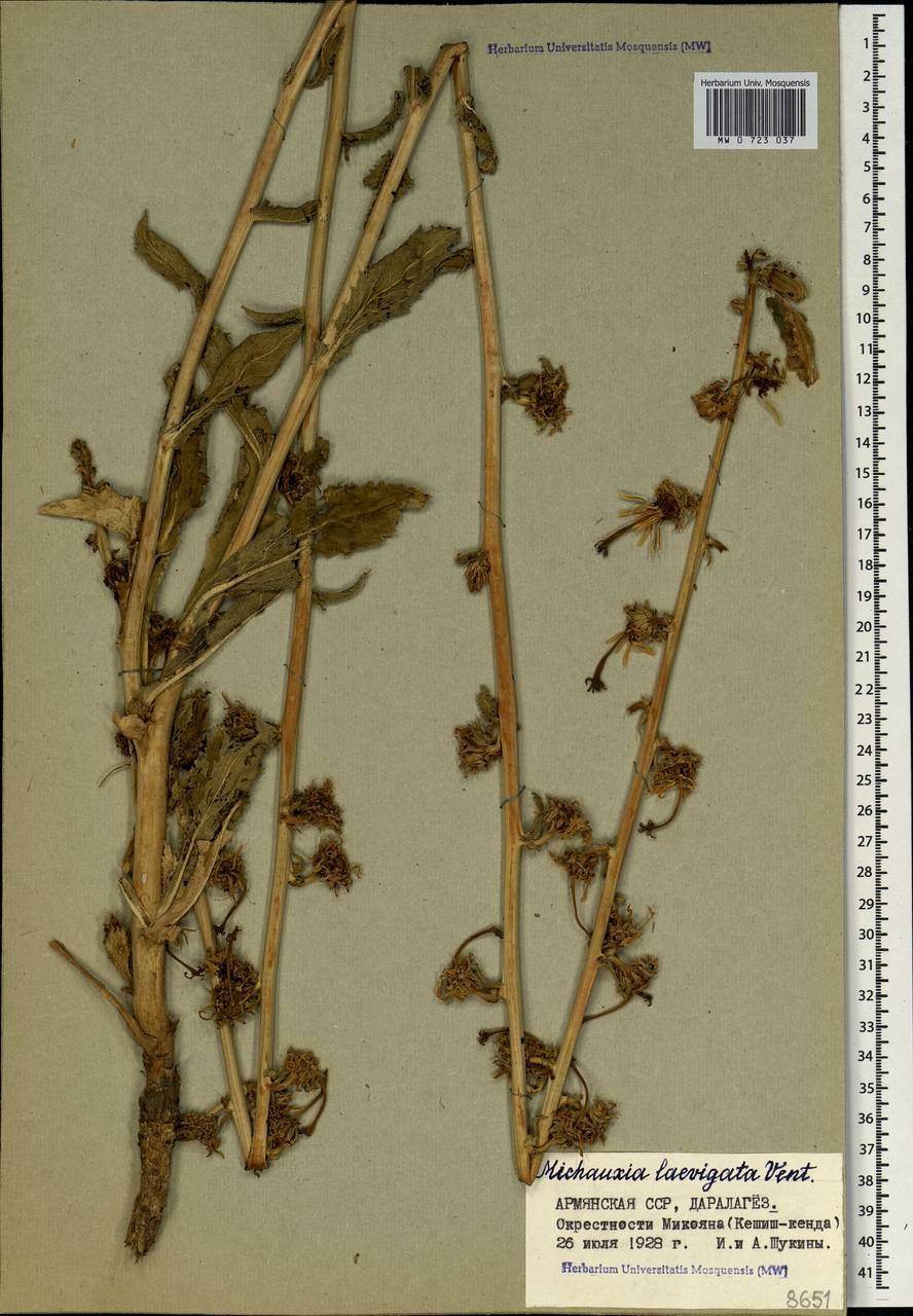 Мишоксия Michauxia