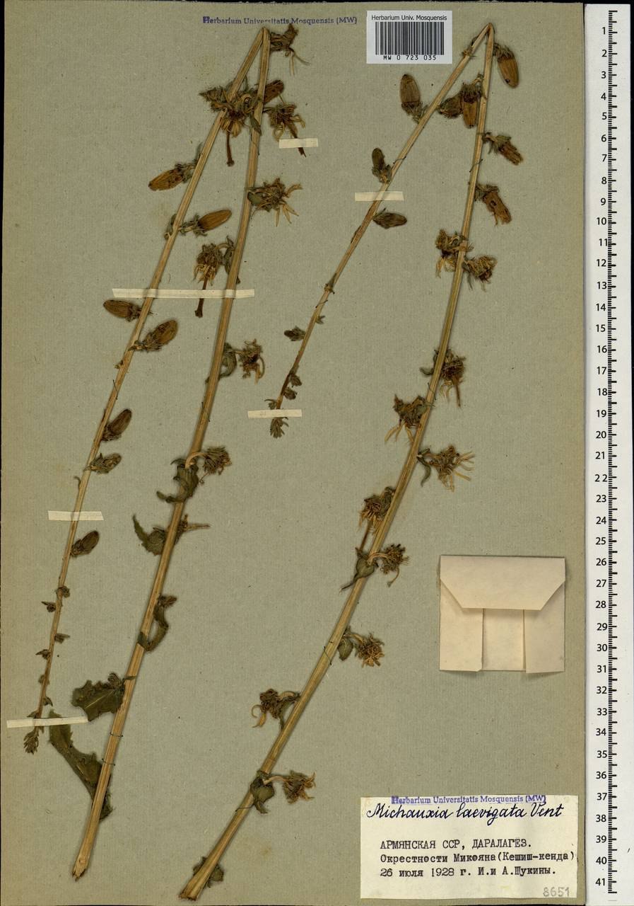 Мишоксия колокольчатая