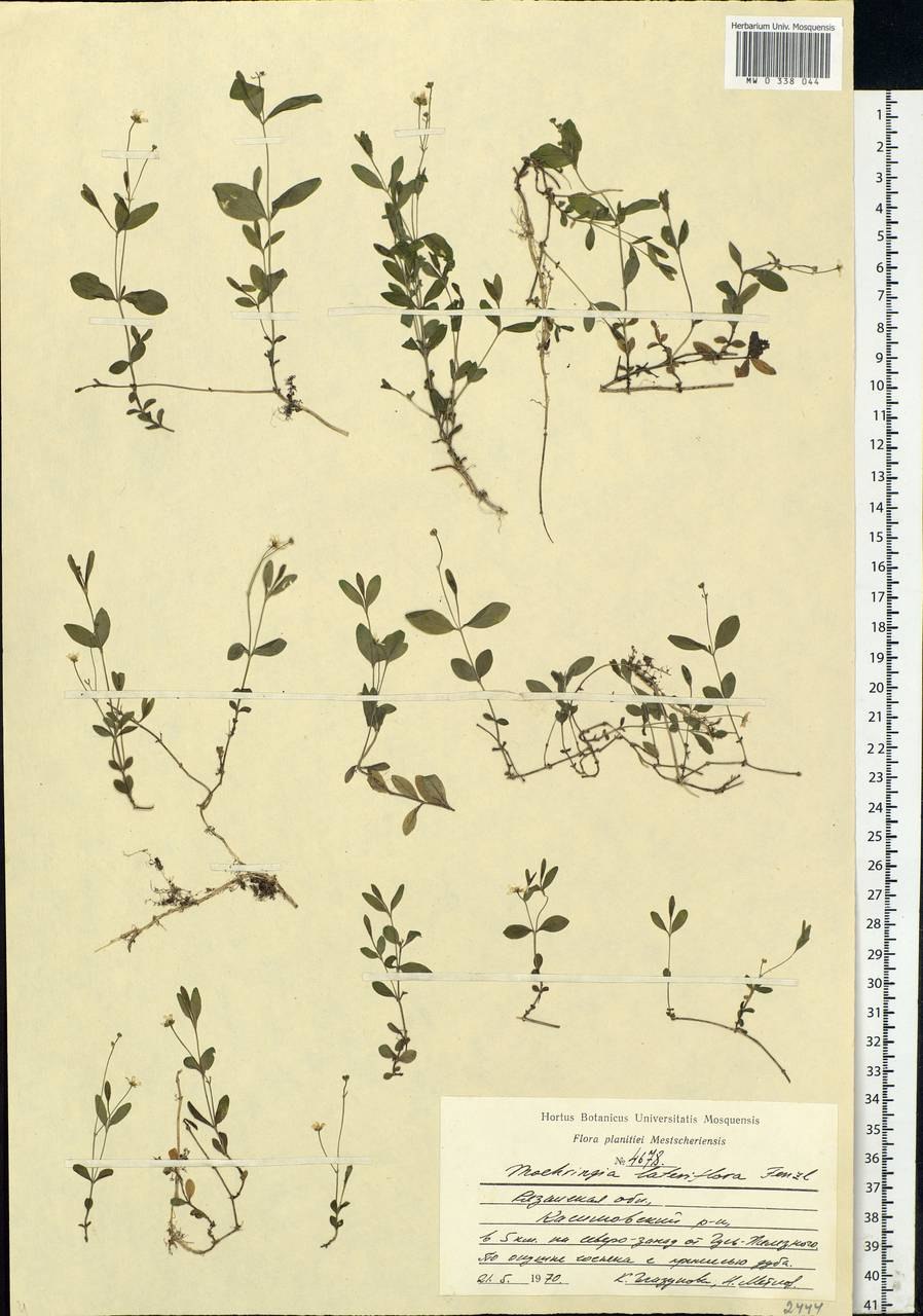 Moehringia macrophylla