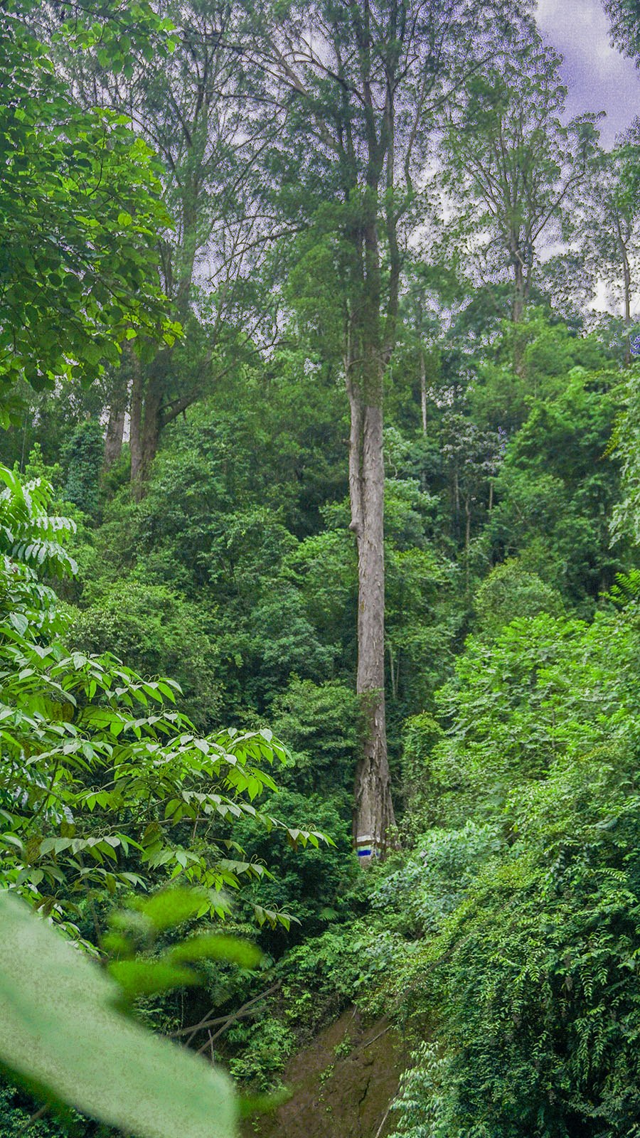 Dryobalanops camphora