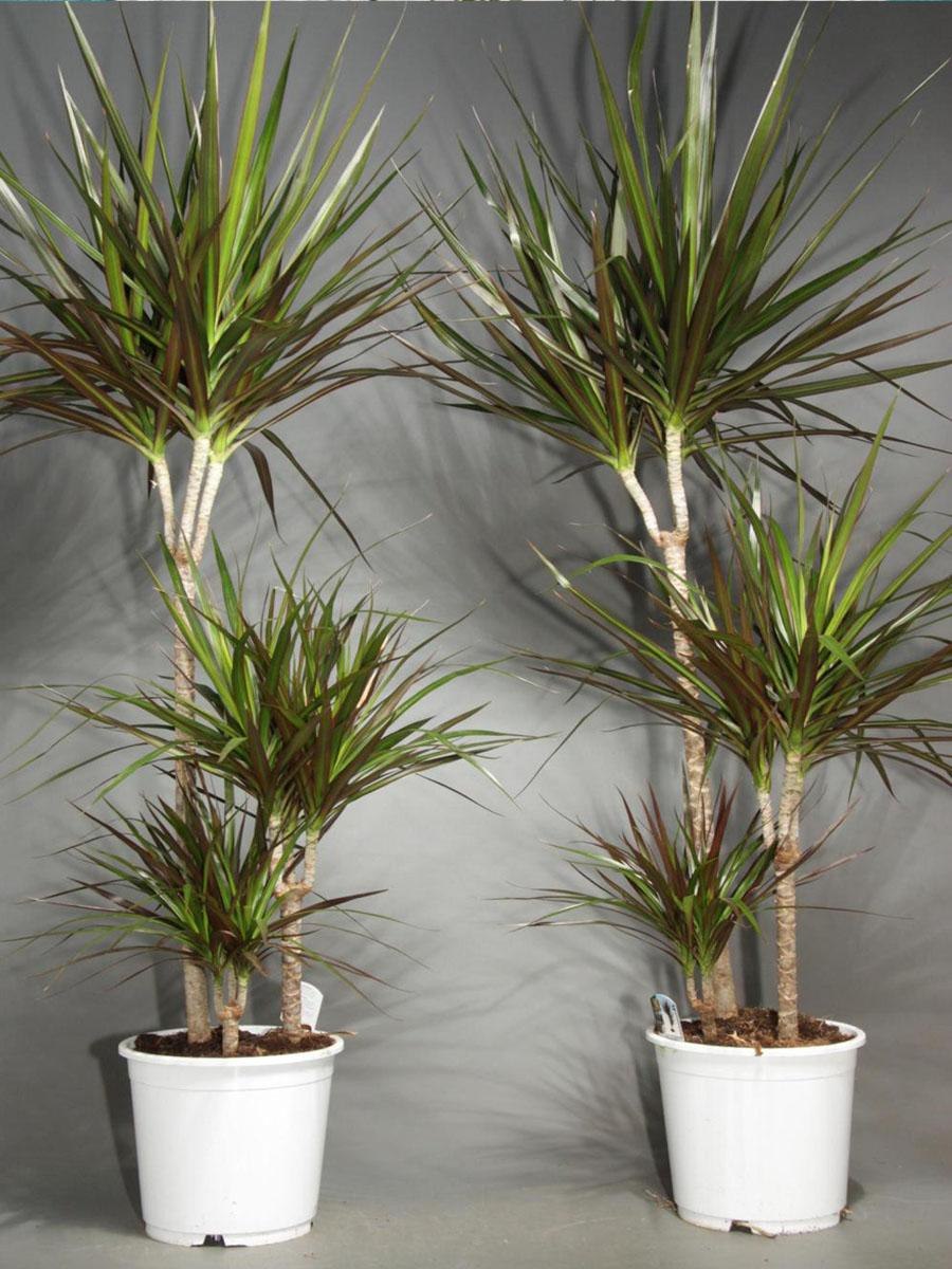 Драцена окаймленная