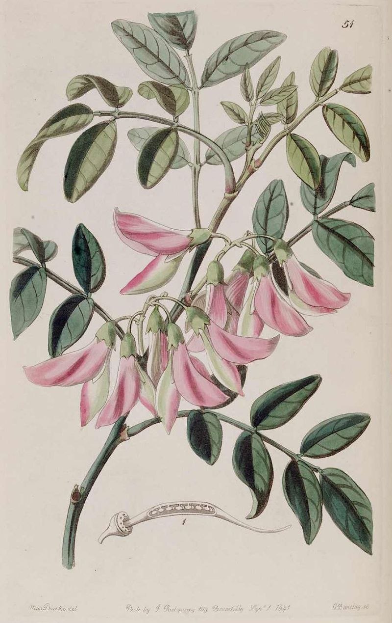 Стреблориза исчезнувшее растение