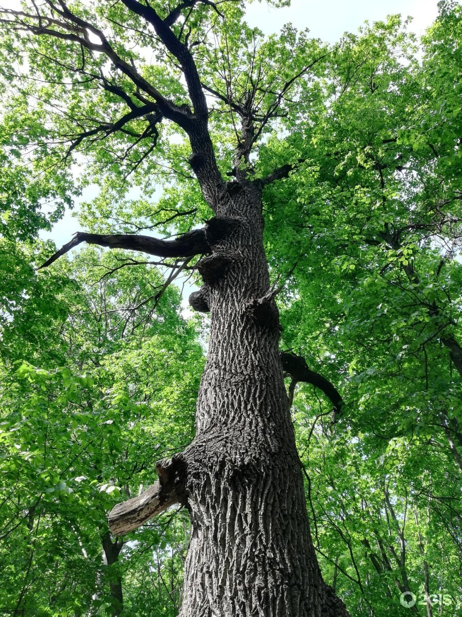 Кумысная Поляна дуб великан