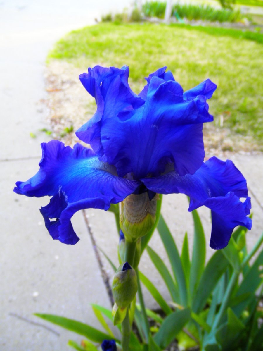 Ирис солелюбивый