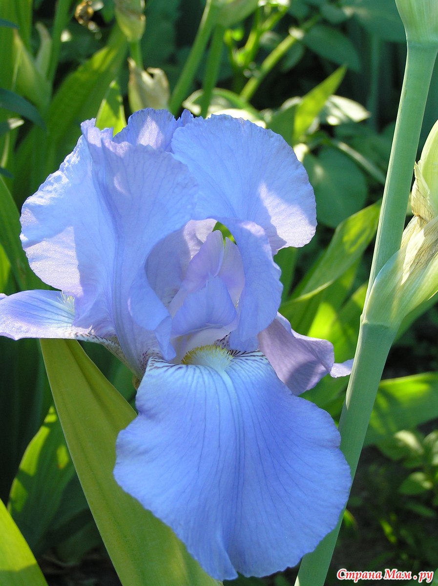 Цветок Ирис Касатик