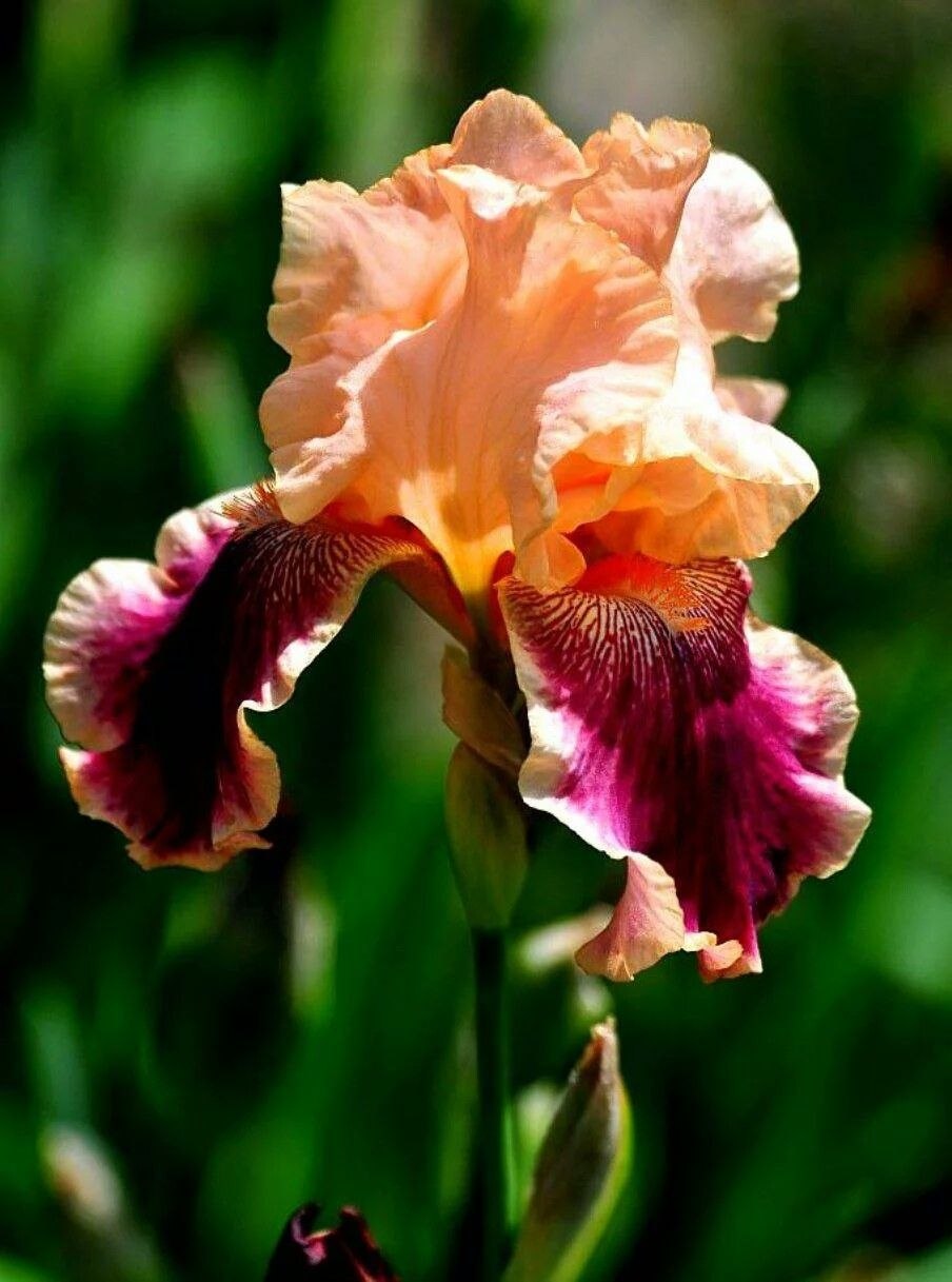 Ирис голубой Касатик