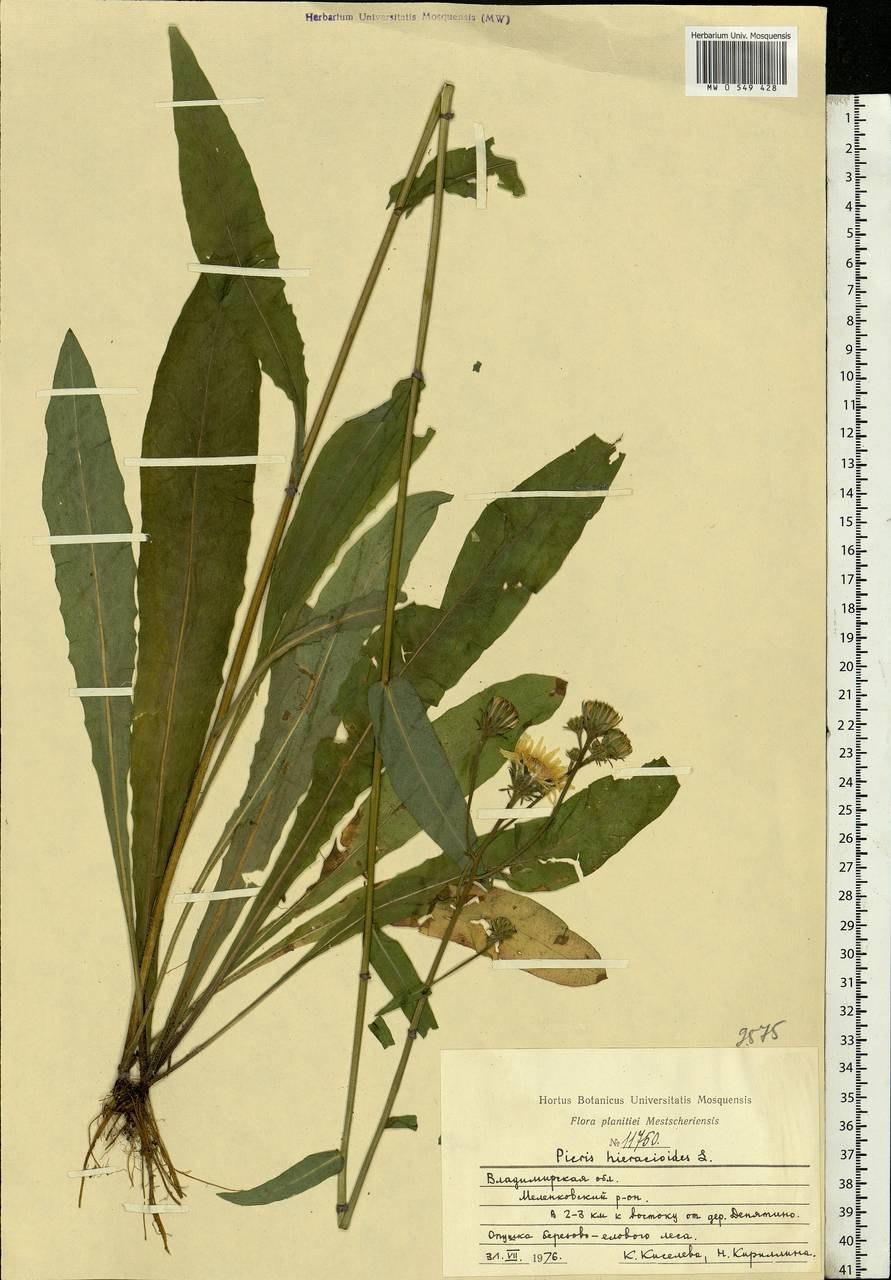 • Горлюха ястребинколистная (Picris hieracioides l.)