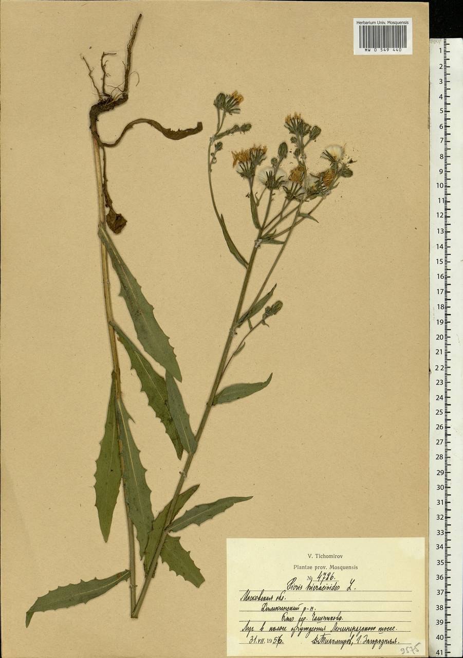 Горлюха ястребинковая формула цветка