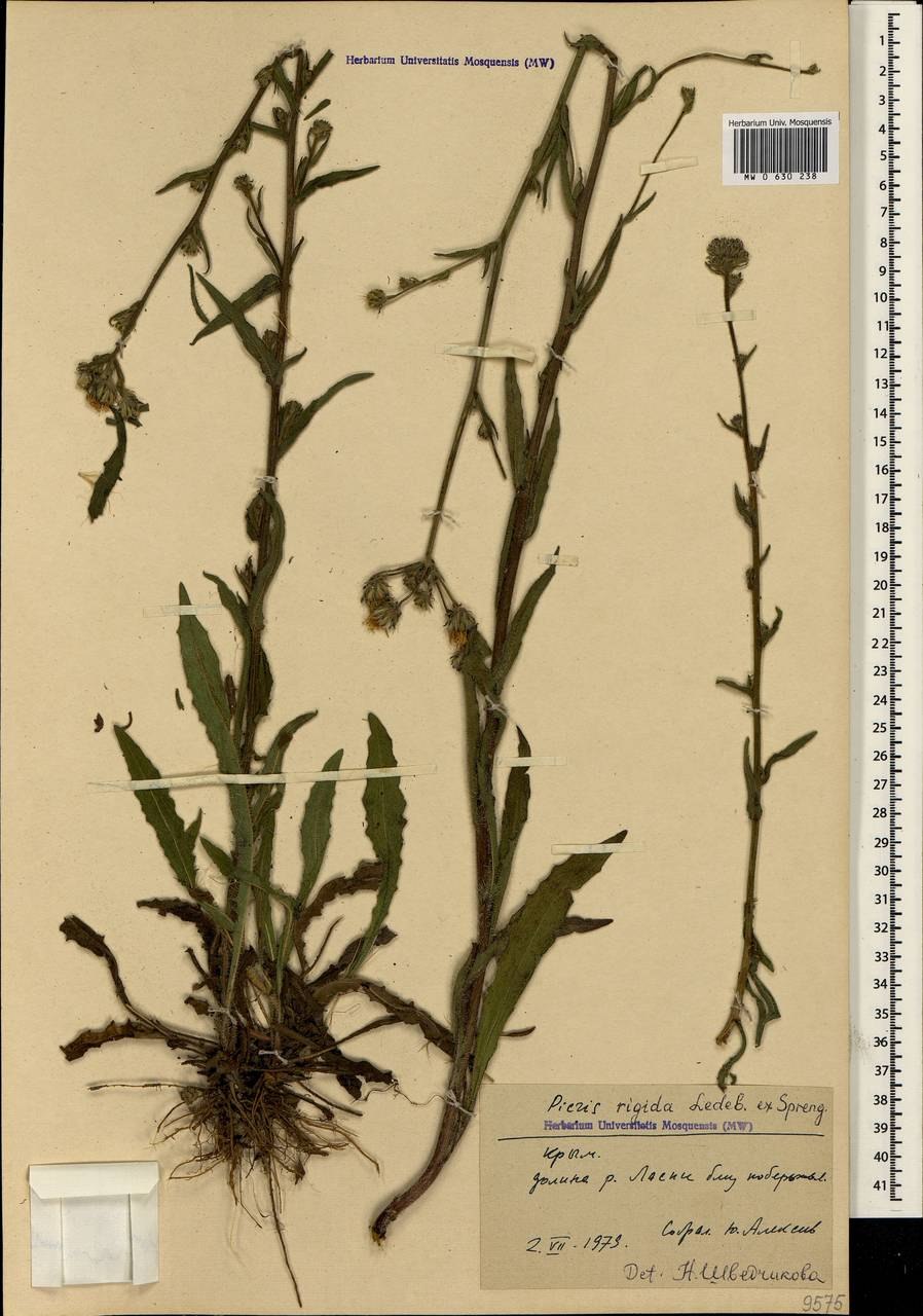 Горлюха твёрдая (Picris rigida Ledeb. Ex Spreng.)