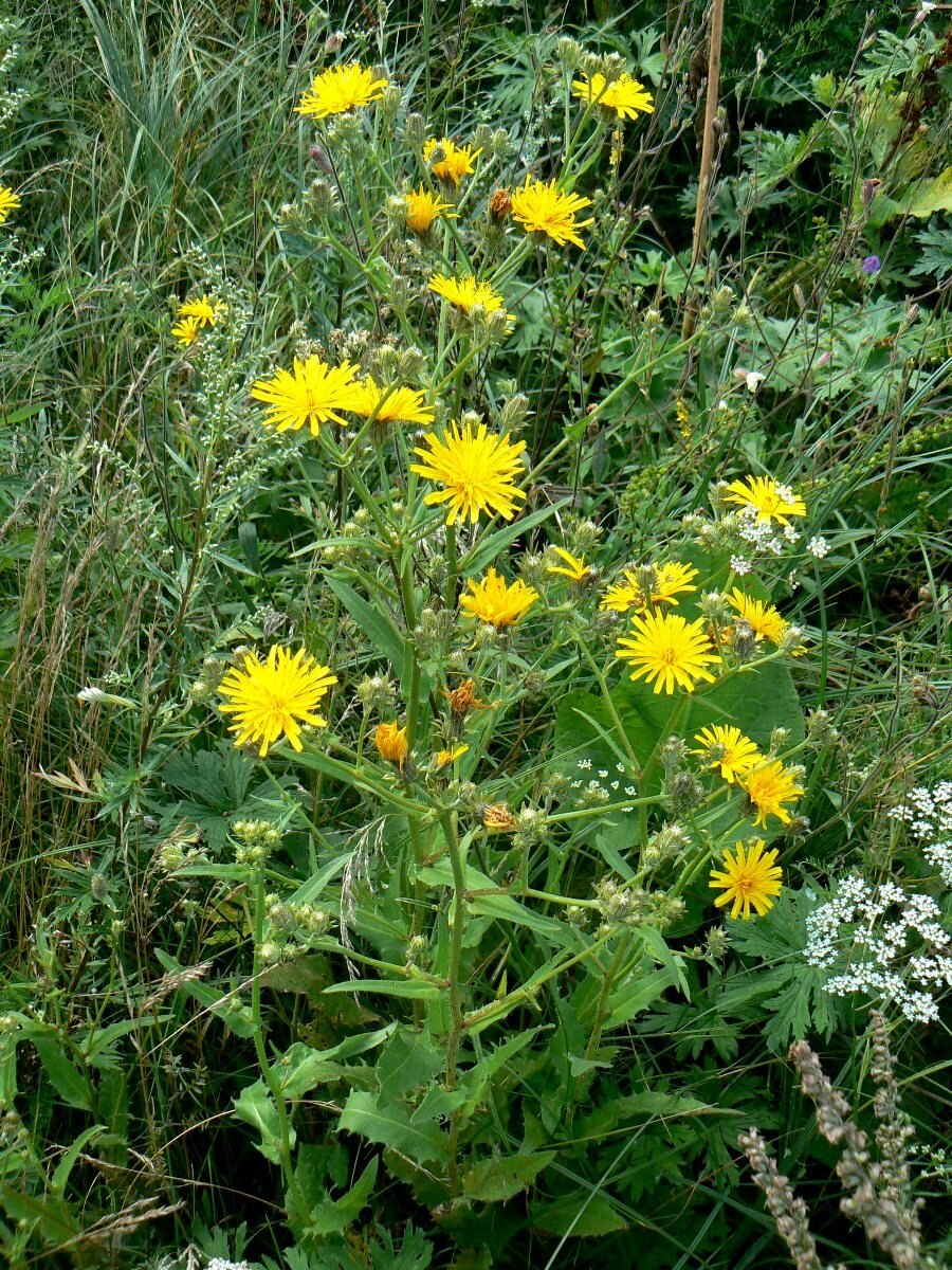 Горчак ястребинковый