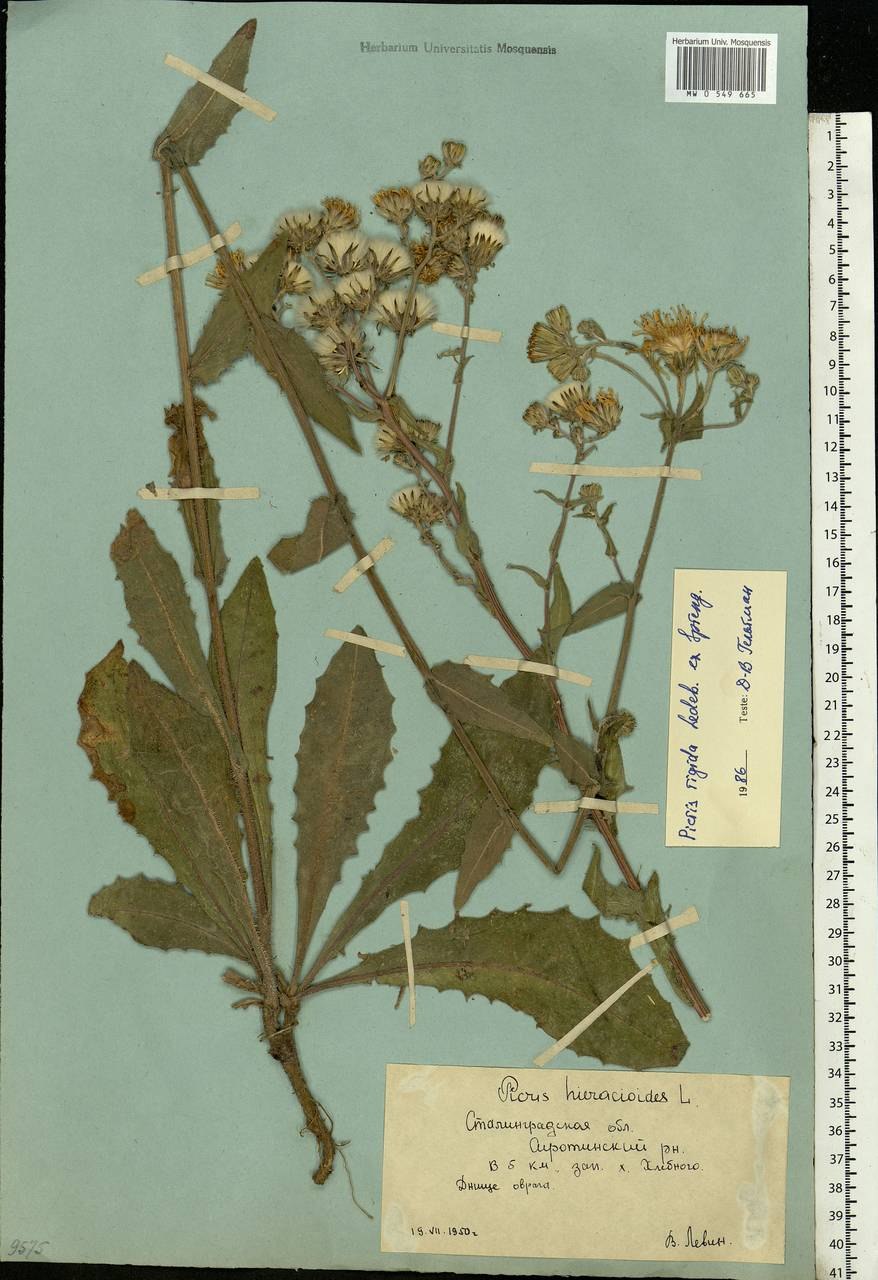 Горлюха твёрдая (Picris rigida Ledeb. Ex Spreng.)