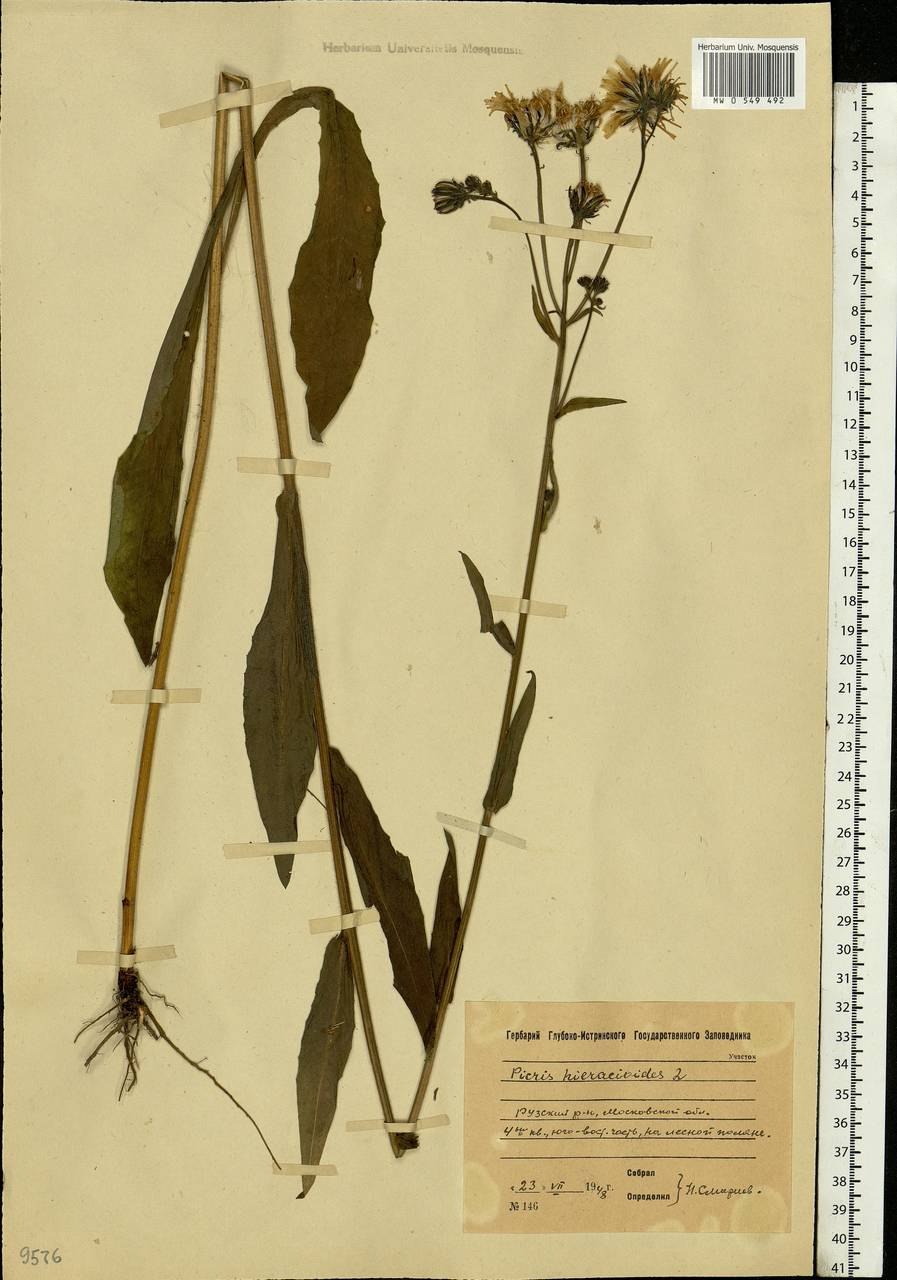 Гельминтотека синяковидная