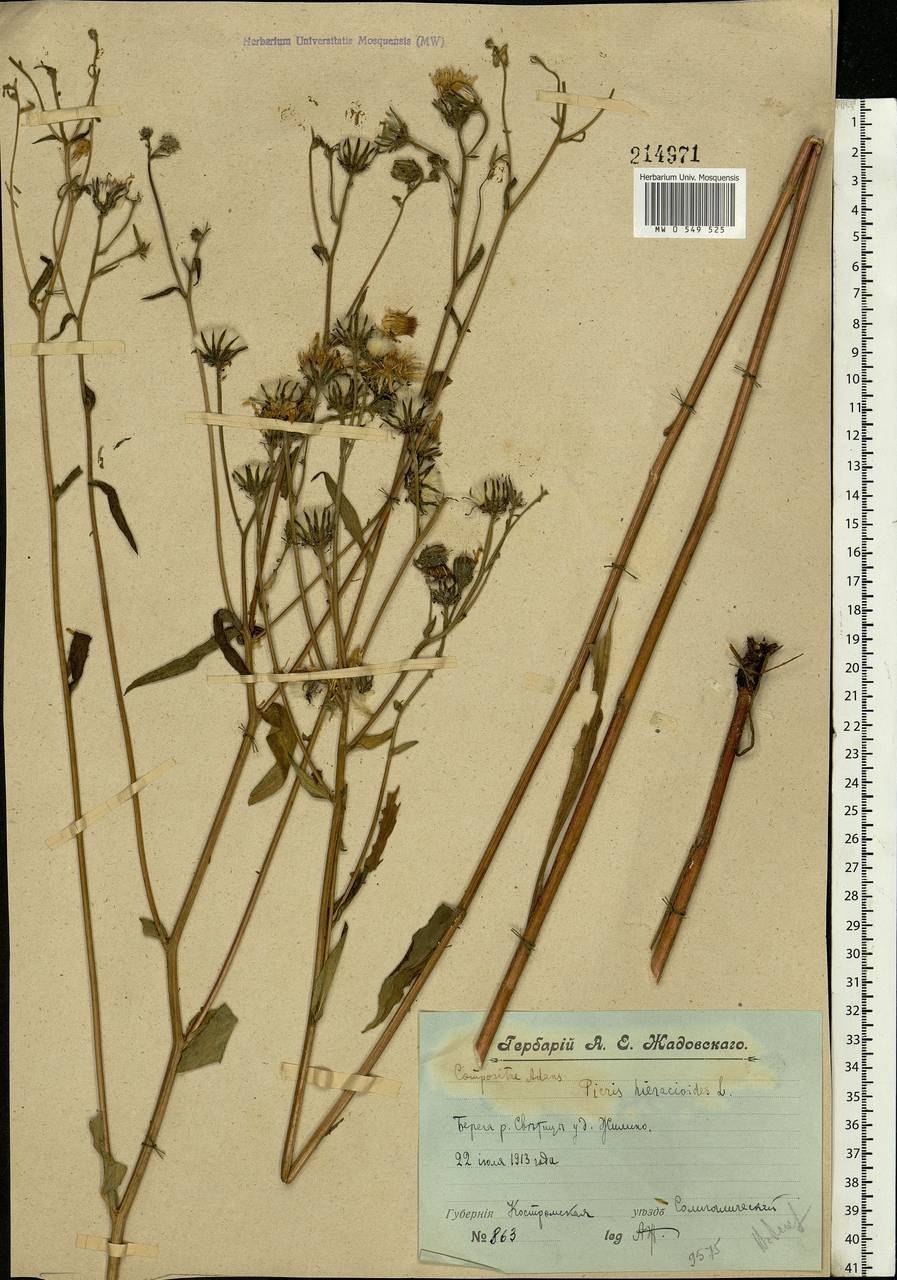 Горлюха Даурская