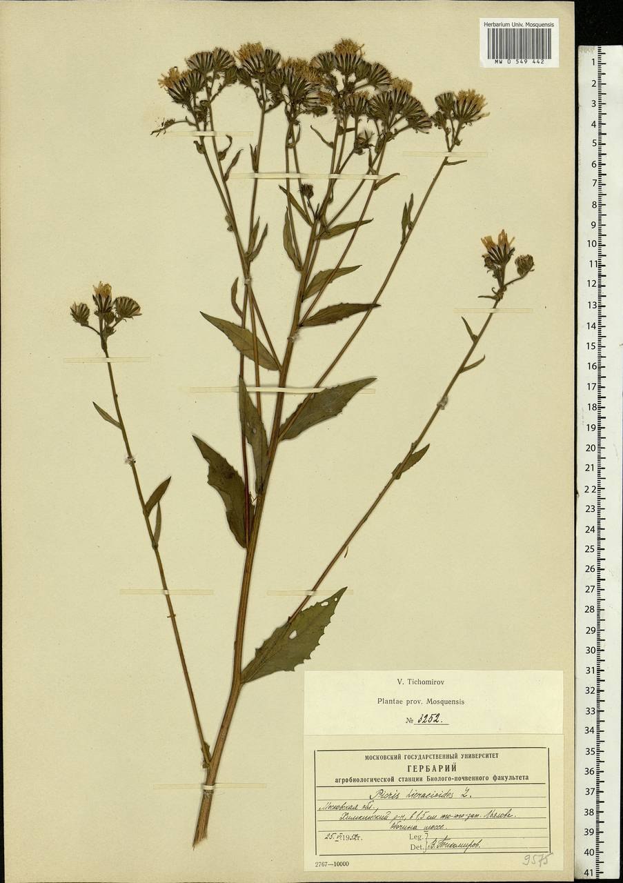 Горлюха малоцветковая