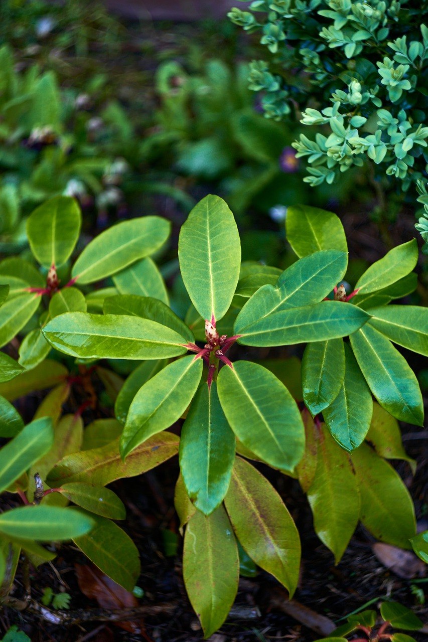 Костенец зонтичный