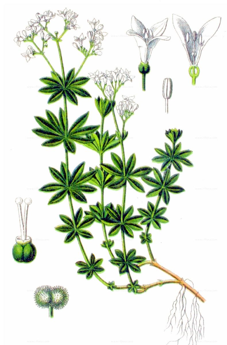 Ясменник пахучий