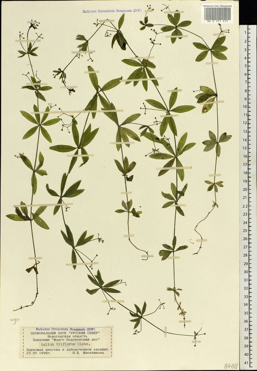 Подмаренник болотный