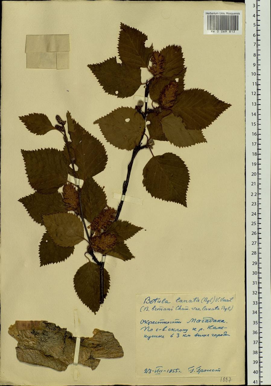 Береза обыкновенная (Betula Alba)
