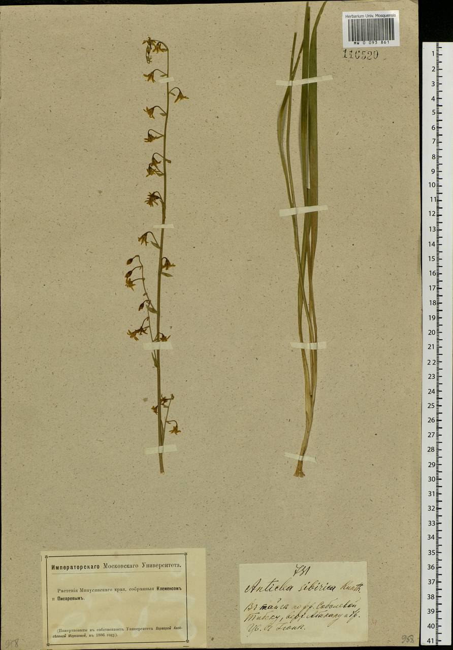 Зигаденус Zigadenus (Anticlea)