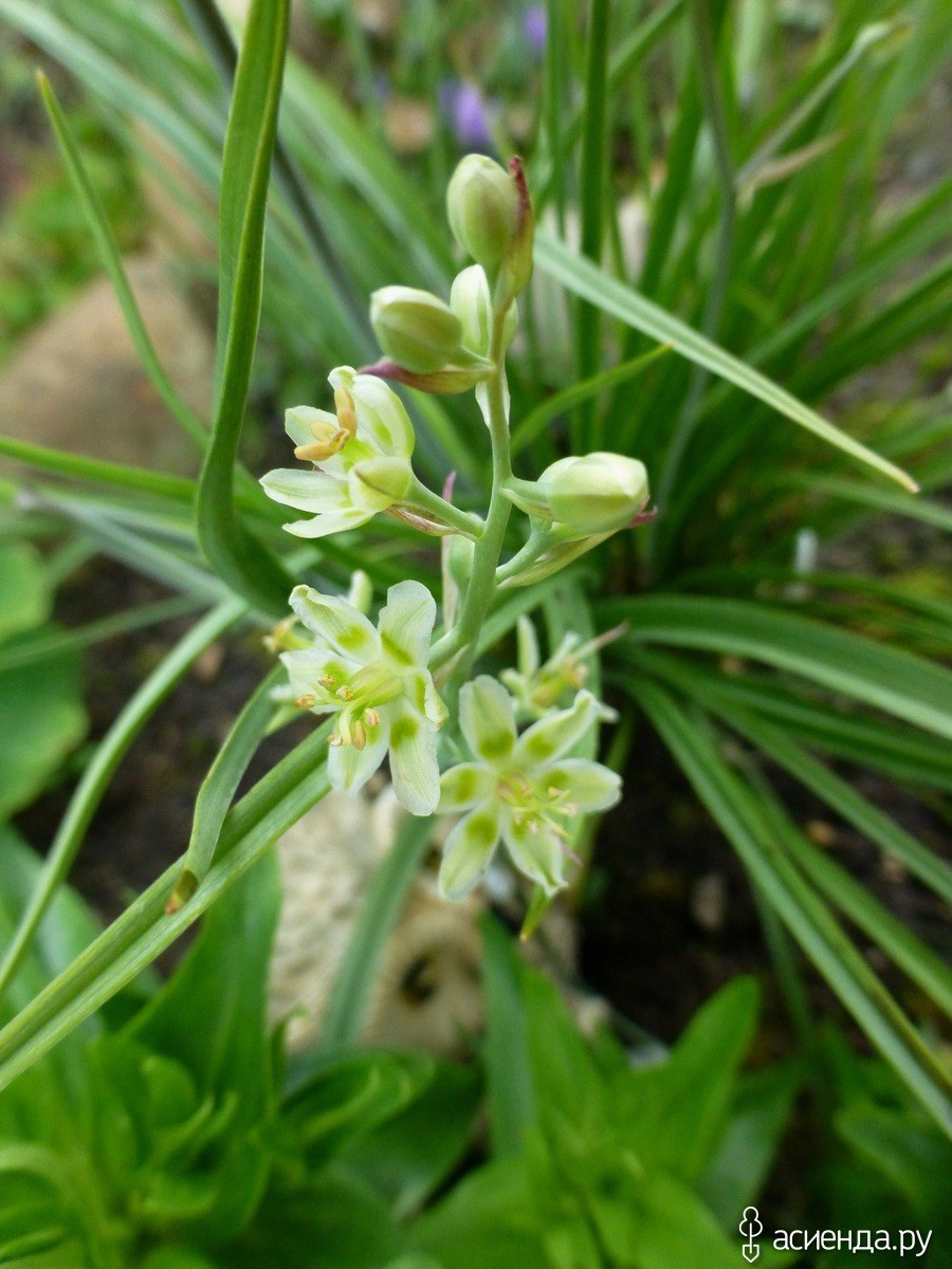 Антиклея Зигаденус