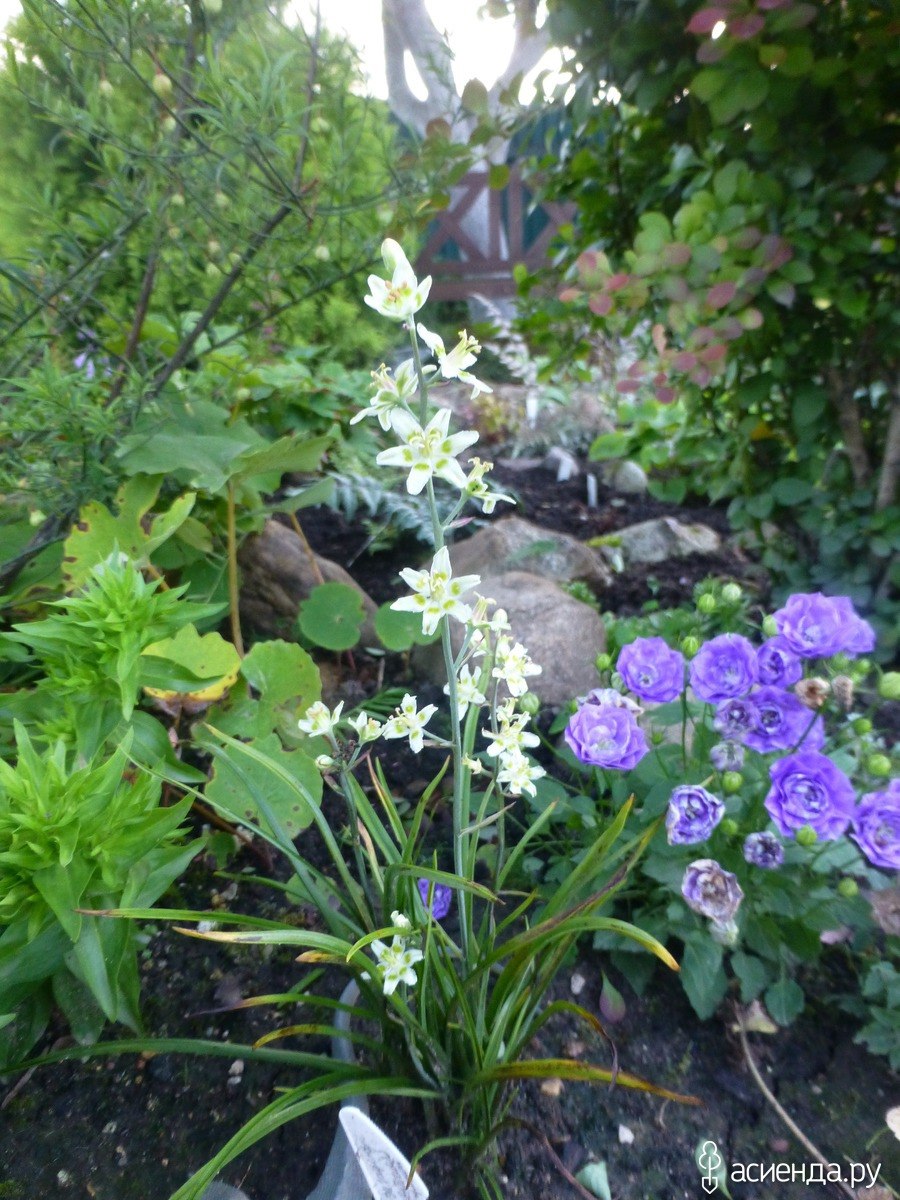 Зигаденус цветёт обои на экран