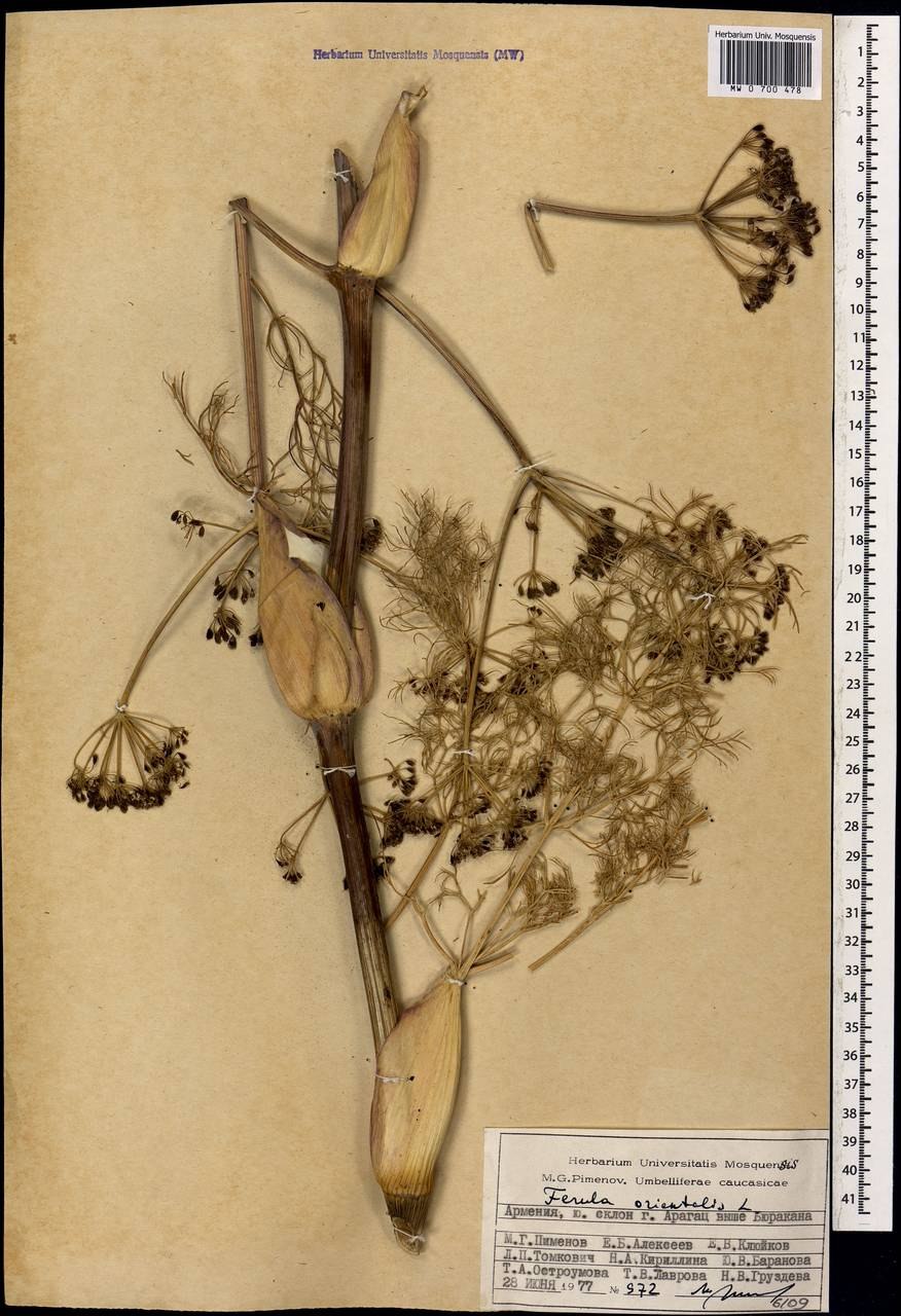 Ферула линейка