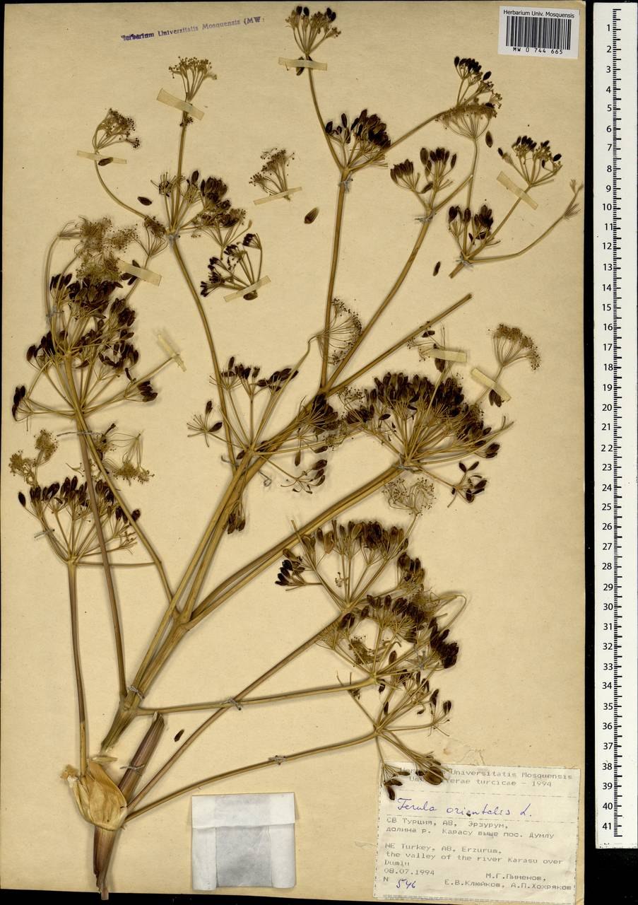 Ферула перистонервная