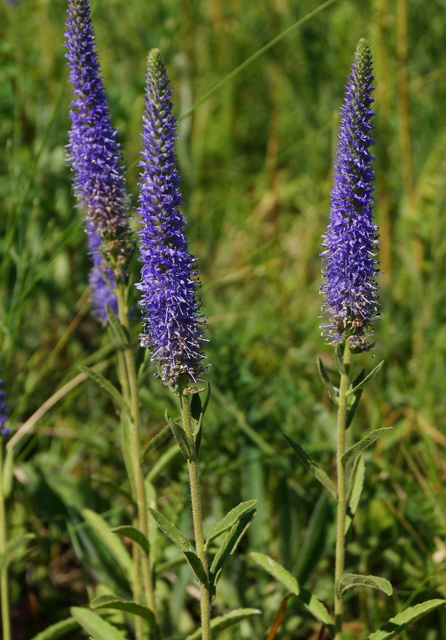 Вероника Порфирия / Veronica porphyriana
