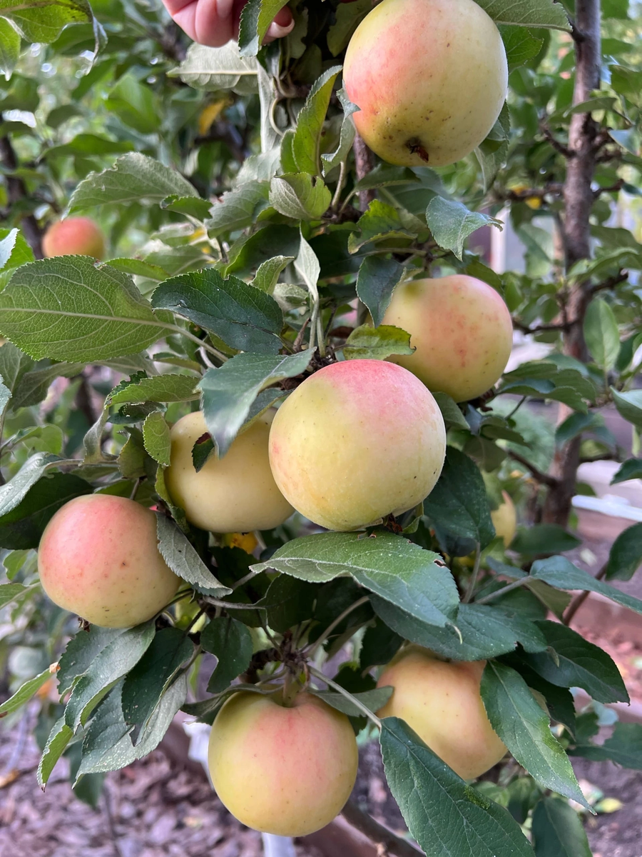 Яблоня колоновидная Медок