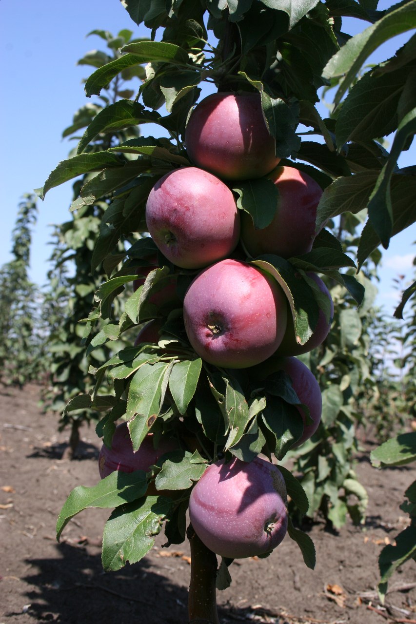 Яблоня колонновидная чёрный Магнат