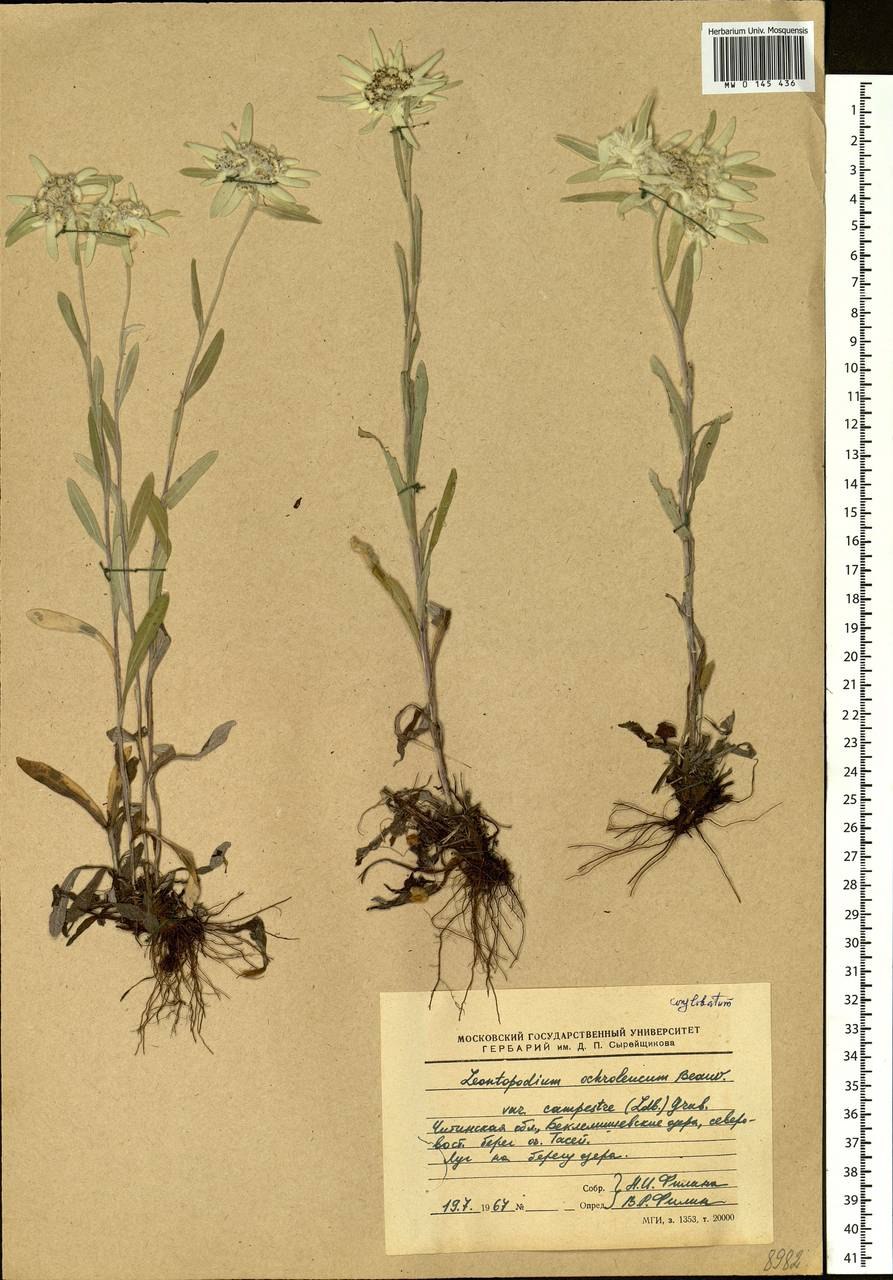 Колокольчик скученный семена