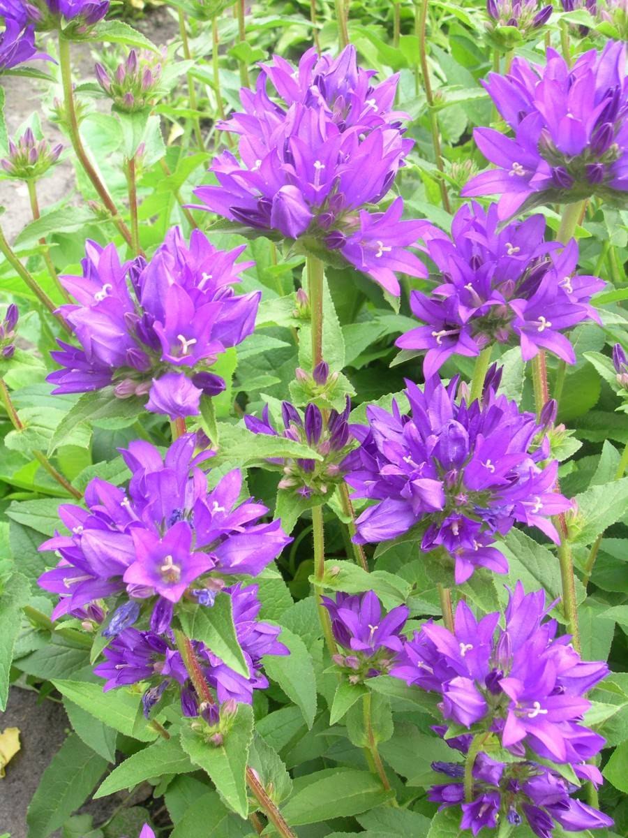 Колокольчик скученный Alba