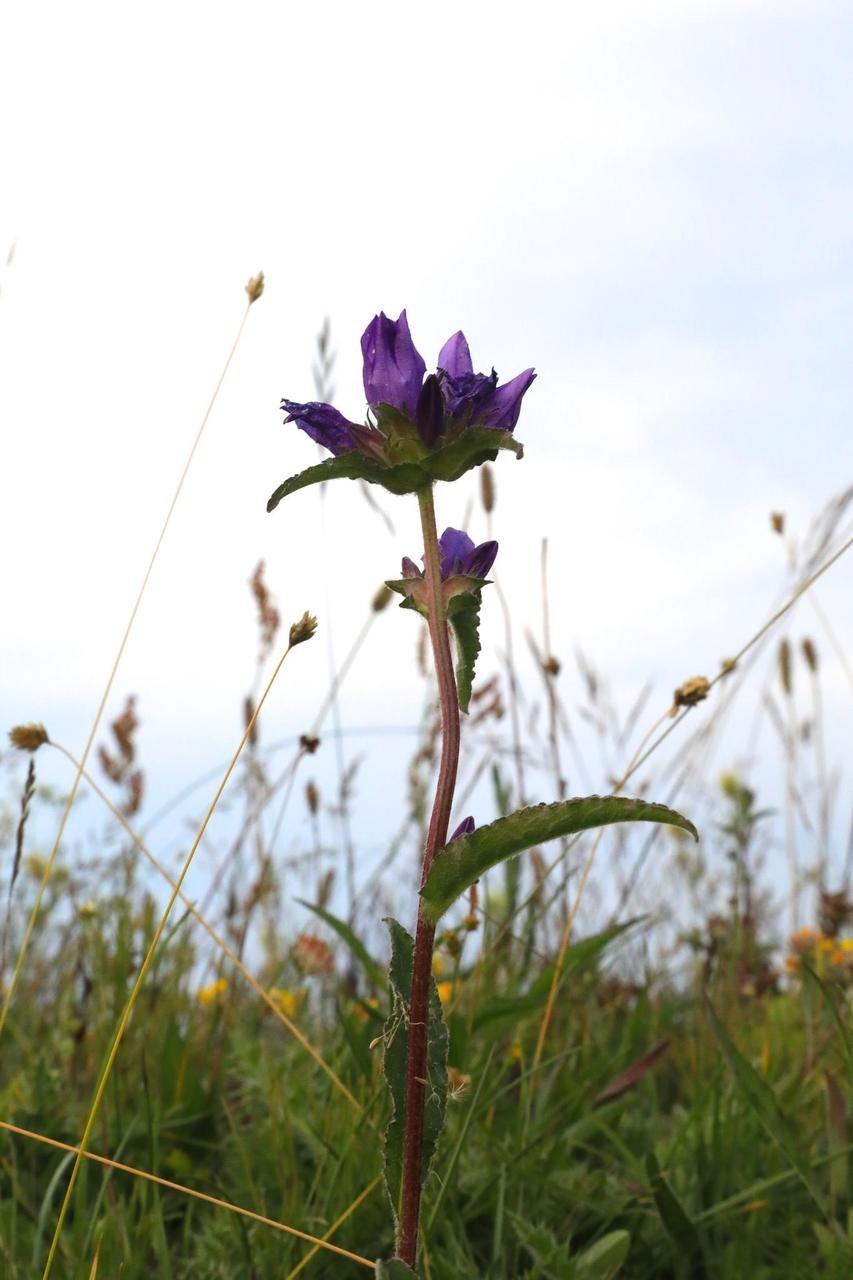 Колокольчик Campanula glomerata