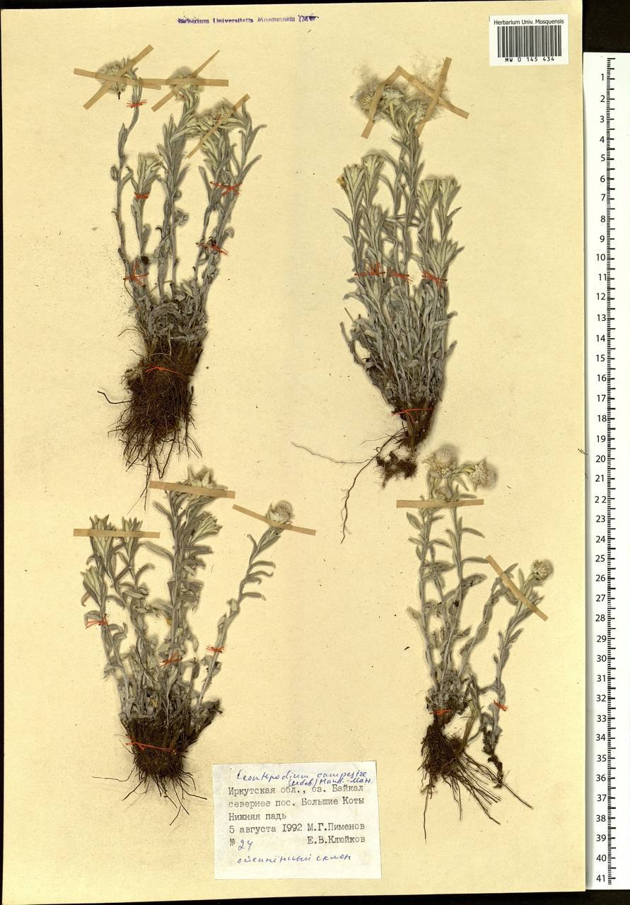 Галогетон скученный