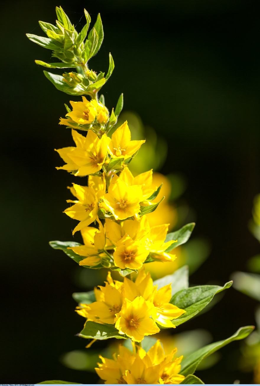 Вербейник менорский