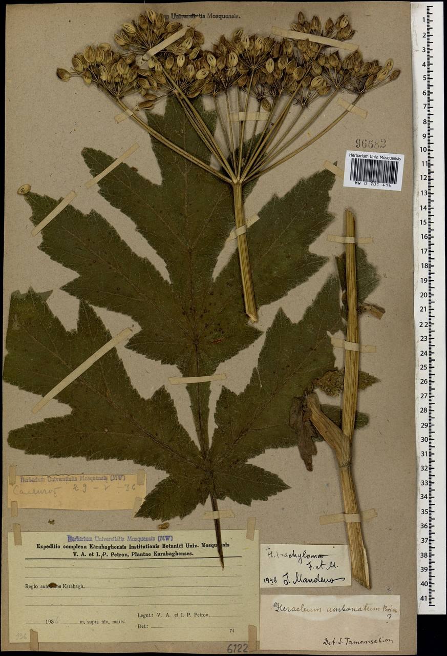 Борщевик рассеченный Heracleum dissectum