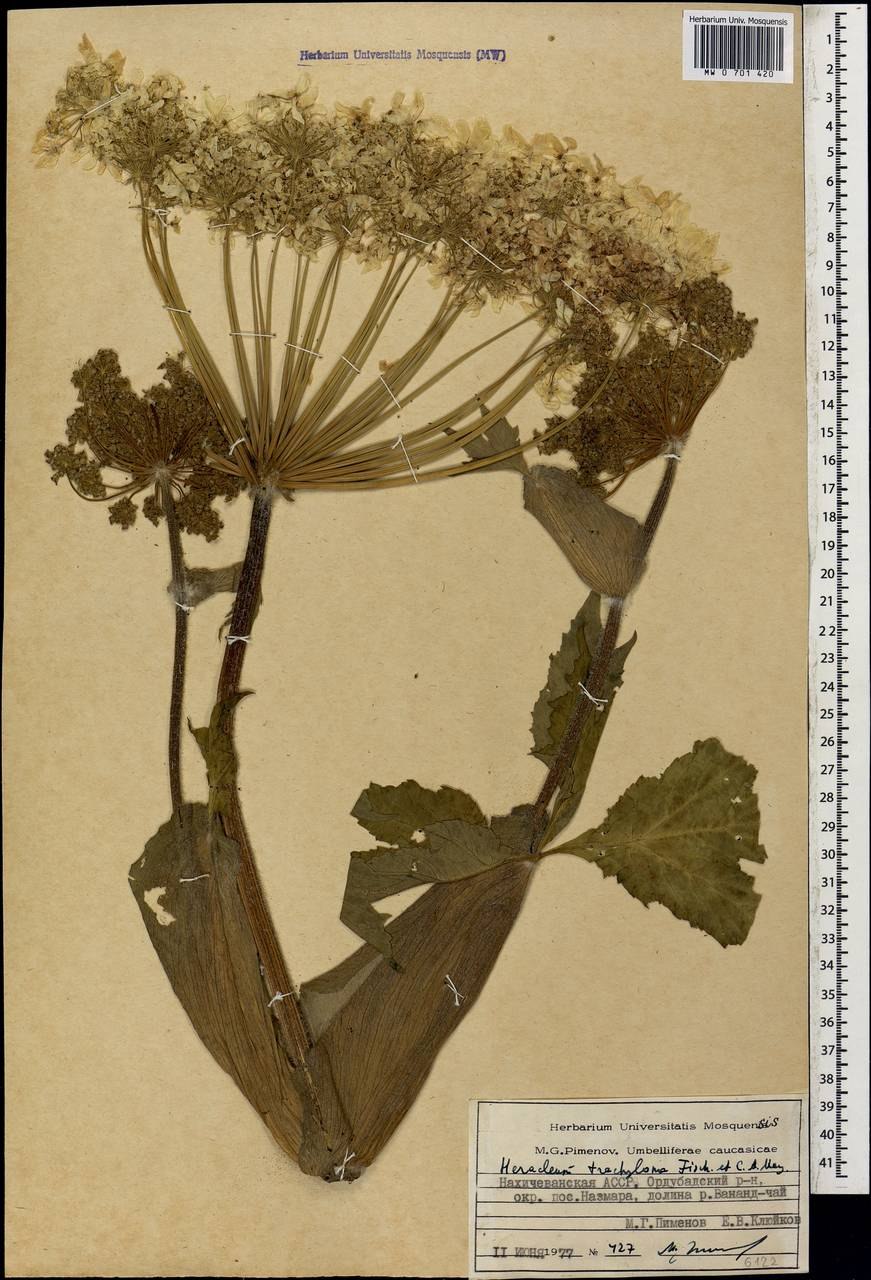 Борщевик шероховато-окаймленный