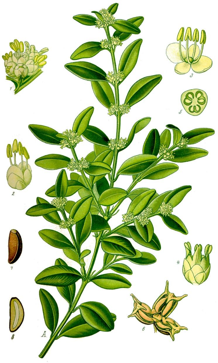 Паслёноцветные