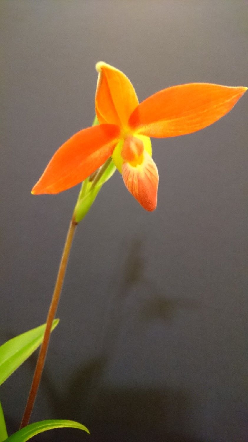 Phragmipedium Ecuagenera Dream