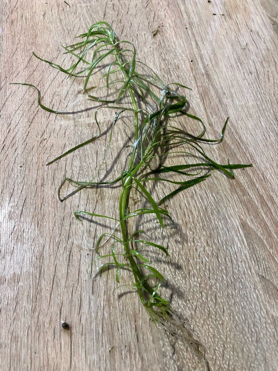 Красный мох в аквариуме