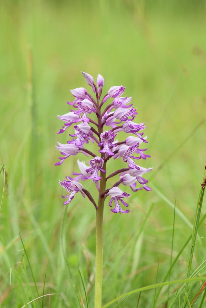 Орхидея ятрышник