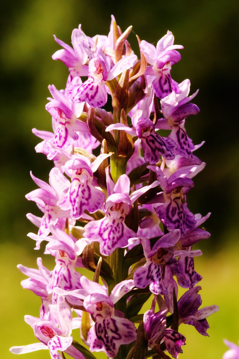 Орхидея-мальчик Orchis Italica