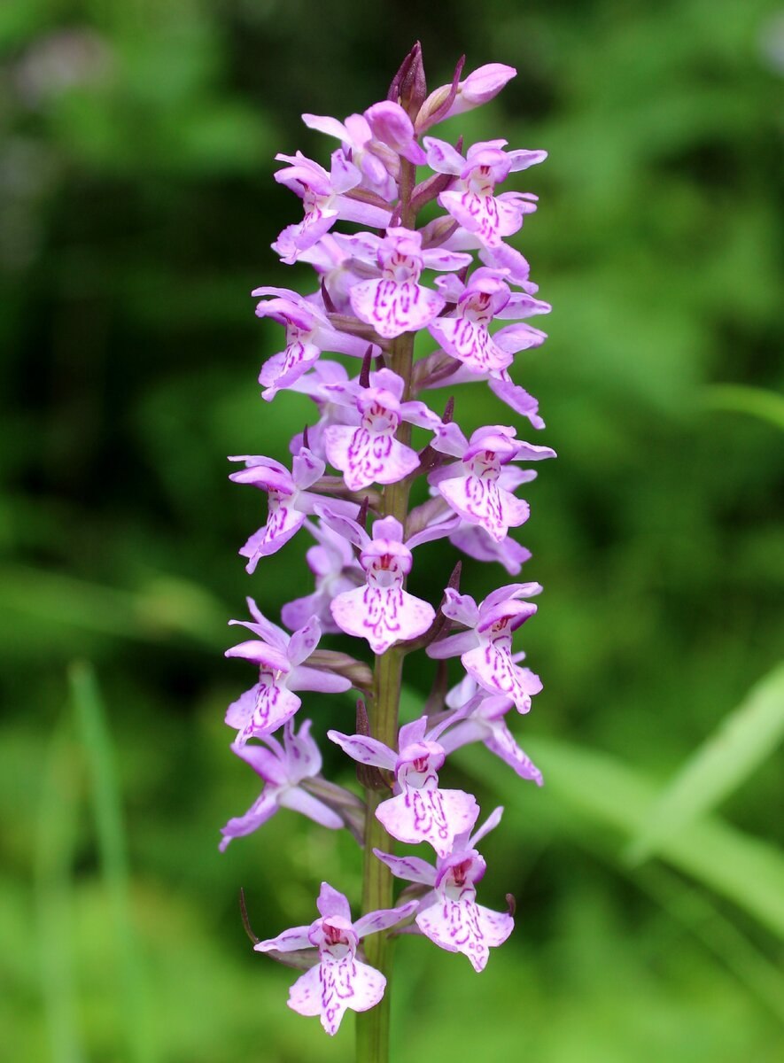 Северная Орхидея ятрышник