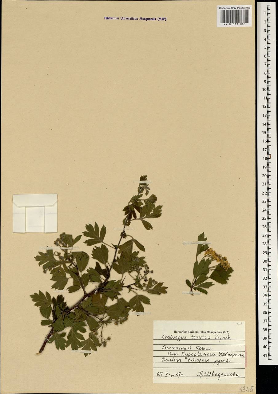 Боярышник мейера