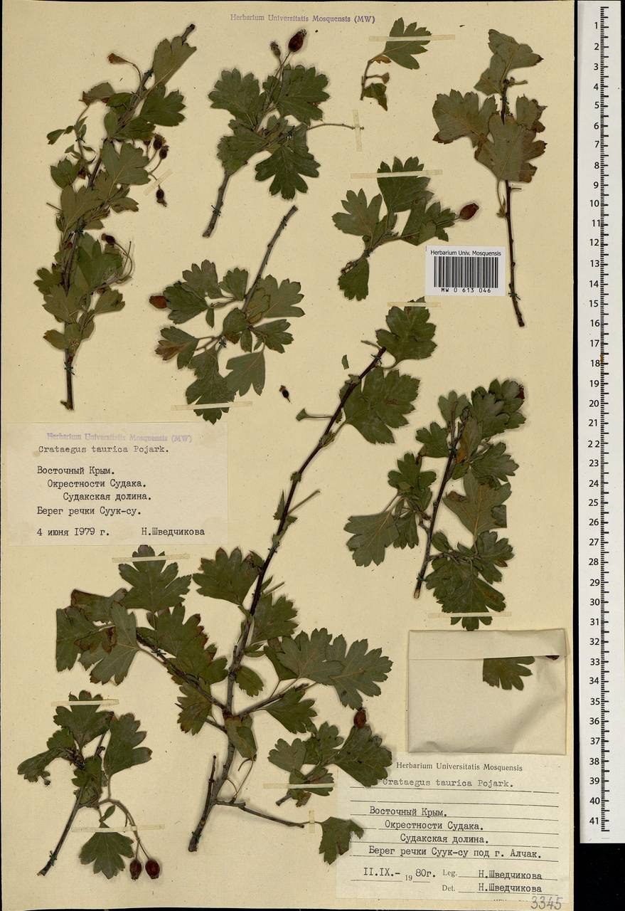 Боярышник Арнольда в ландшафтном дизайне