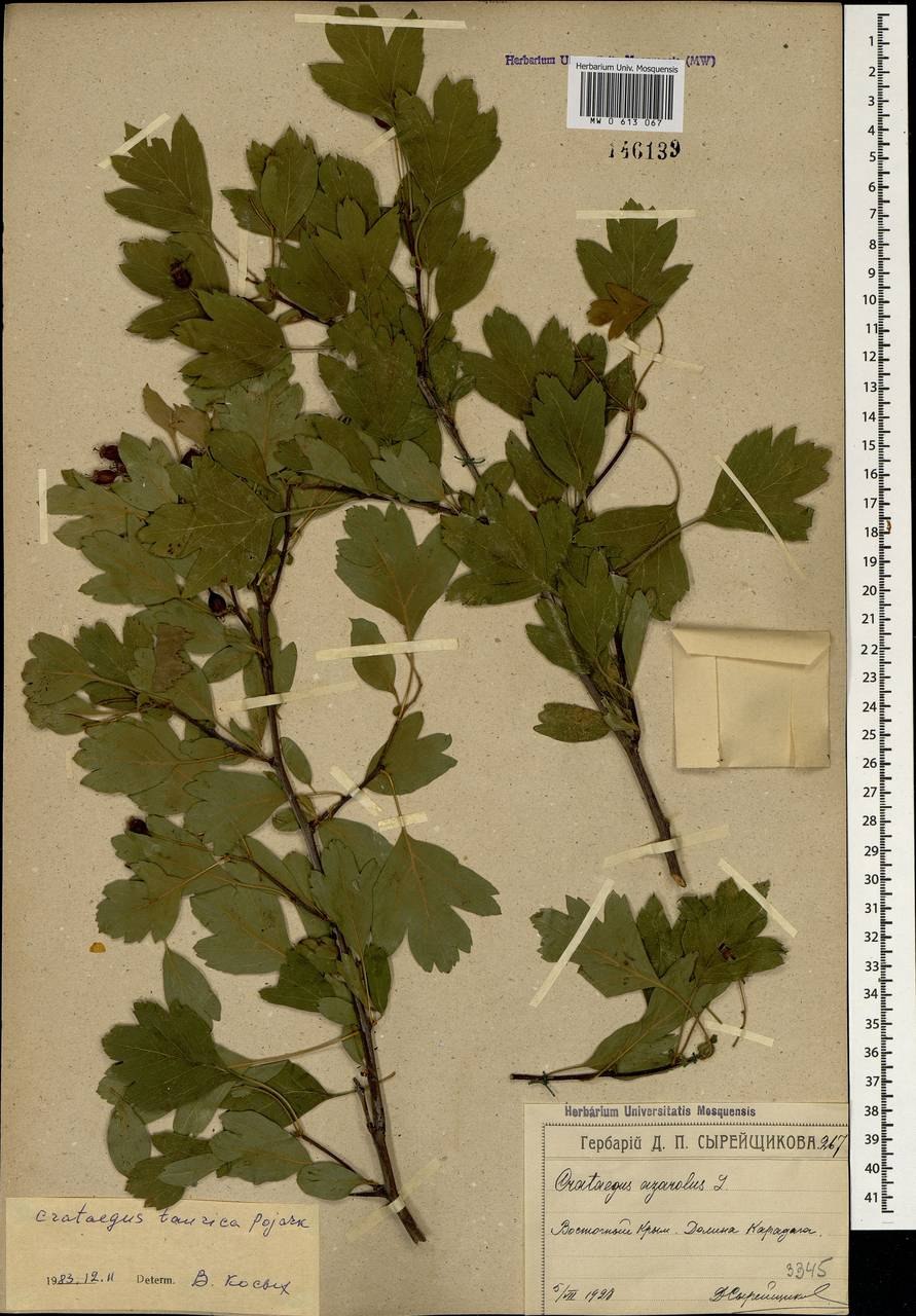 Боярышник обыкновенный Кримсон Клауд