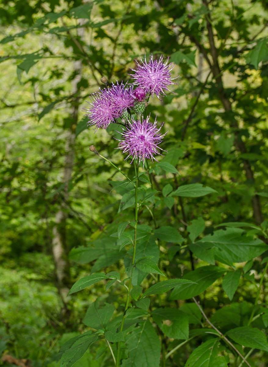 Серпуха трава