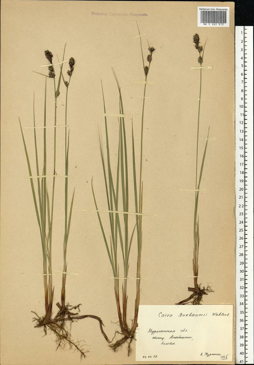 Осока безжилковая