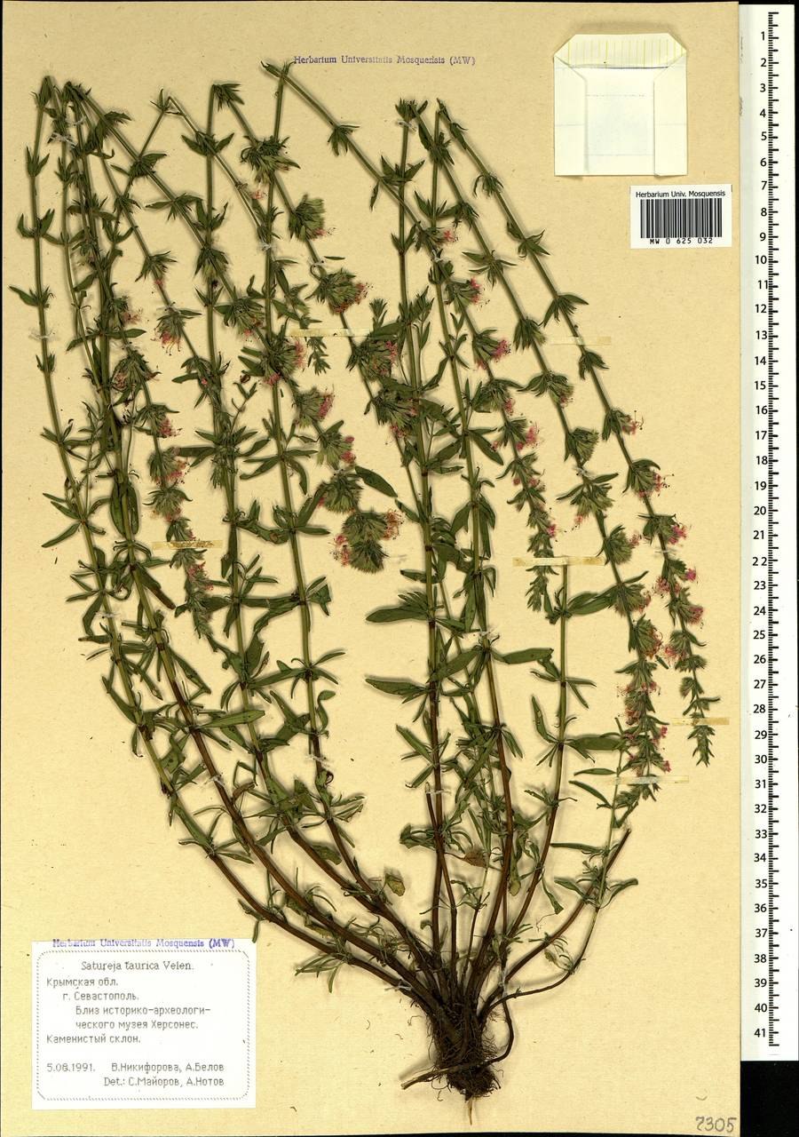 Растение чабер Крымский